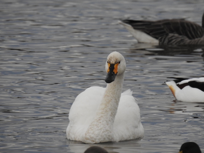 A Bewick's swan on water 